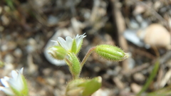 Holosteum umbellatum