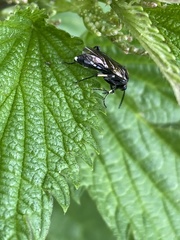 Macrophya albicincta