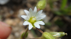 Holosteum umbellatum