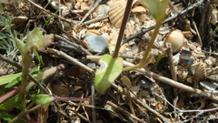Holosteum umbellatum