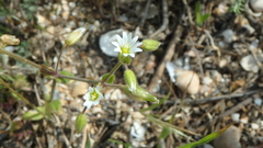 Holosteum umbellatum