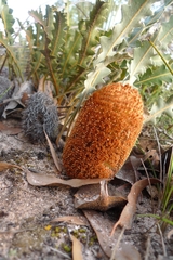 Banksia gardneri