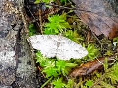 Paradarisa consonaria