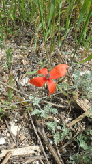 Papaver dubium