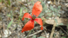 Papaver dubium