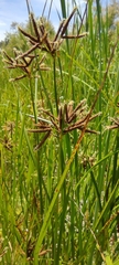 Bolboschoenus glaucus