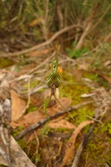 Pterostylis barbata