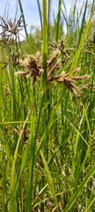 Bolboschoenus glaucus