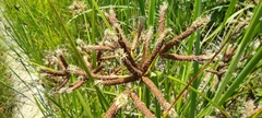 Bolboschoenus glaucus