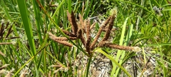 Bolboschoenus glaucus