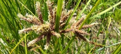 Bolboschoenus glaucus