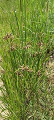 Bolboschoenus glaucus