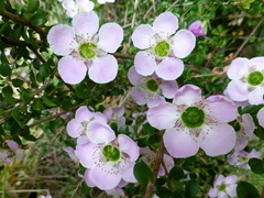 Leptospermum rotundifolium