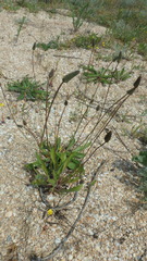 Plantago lanceolata