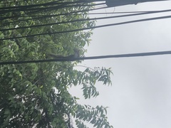 Sciurus variegatoides