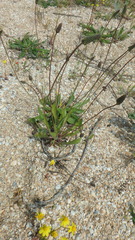 Plantago lanceolata