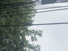 Sciurus variegatoides