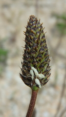 Plantago lanceolata