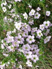 Leptospermum rotundifolium
