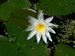 Nymphaea odorata