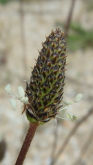 Plantago lanceolata