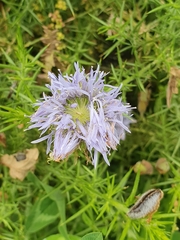 Jasione laevis