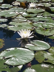 Nymphaea odorata