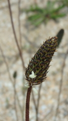 Plantago lanceolata