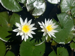 Nymphaea odorata