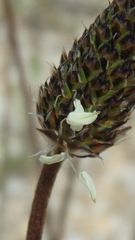 Plantago lanceolata