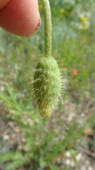 Papaver dubium