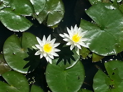Nymphaea odorata