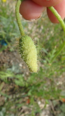 Papaver dubium