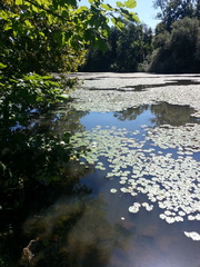 Nymphaea odorata