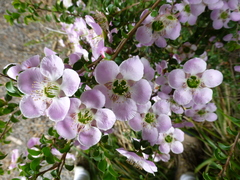 Leptospermum rotundifolium
