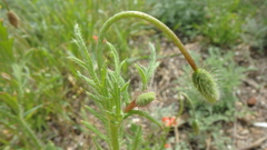 Papaver dubium