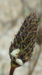 Plantago lanceolata