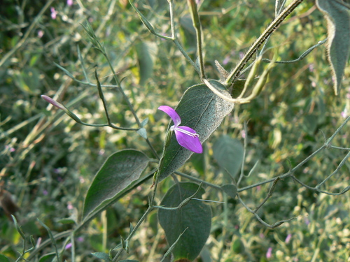 Dicliptera paniculata (Forssk.) I.Darbysh.