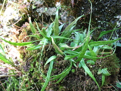 Asplenium ruprechtii