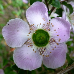 Leptospermum rotundifolium