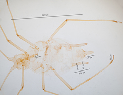 Hyperomyzus lactucae