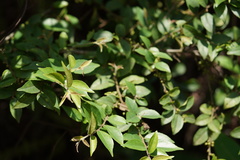 Myrtus communis