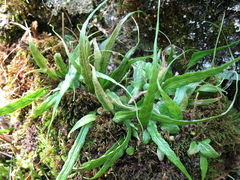 Asplenium ruprechtii