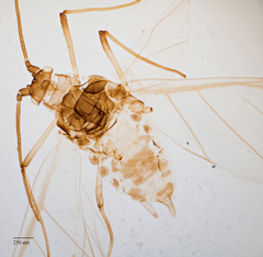 Hyperomyzus lactucae