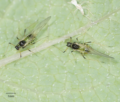 Hyperomyzus lactucae