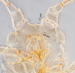 Hyperomyzus lactucae