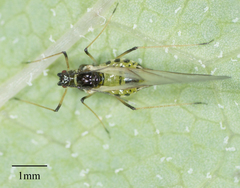 Hyperomyzus lactucae