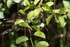 Urceola rosea