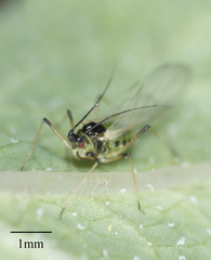 Hyperomyzus lactucae