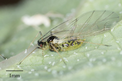 Hyperomyzus lactucae